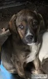Male pit mix 10 weeks old