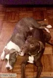 Rehoming a 6 month chocolate pit mix