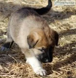 Shepherd Mountain Sheepdog Puppies