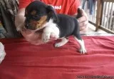 Lovely Beagle Puppies For Sale
