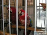 proven breeder macaws selling out