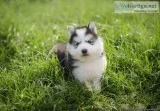 seberian husky puppies for sale