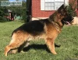 AKC German Shepherd for sale