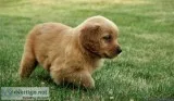 Golden Retriever Puppies for Sale