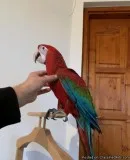 Greenwing macaw parrot 5months old TEXT ME at  424 261 0379
