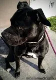 Male pit bull