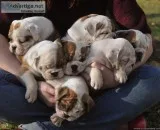 cachorros de bulldog ingl&eacutes para la venta