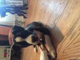 Female pit puppy