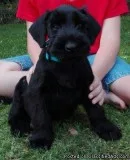 Giant Schnauzer Pups