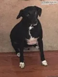 Whippet mix dog