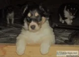 Herbie Male Collie
