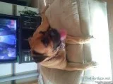 3.5 yr Female papered Boxer