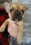 french bulldog puppies available for sale