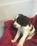 Gorgeous English Springer Spaniel Puppies for Sale