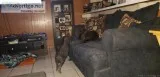 5 month old black Male min potbelly pig