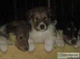 Harvey Male Collie