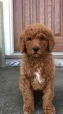 Female and Male Poodle AKC registered
