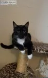 Cat looking for her 4ever Family