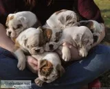 cachorros de bulldog ingl&eacutes para la venta