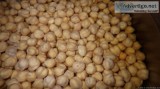 MEXICAN GARBANZO BEANS (CHICKPEAS)