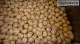 MEXICAN GARBANZO BEANS (CHICKPEAS)