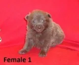 Pomeranians  Rare Colors  DOB  JAN 17 2019