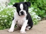Health Boston Terrier Puppies ready to go