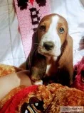 Basset hound AKC