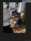 Selling a full breed male yorkie