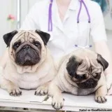 Lakeland Animal Clinic