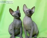 Beautiful Sphynx Kitten For Sale