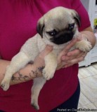 Beautiful Pretty Pugs 1 (203) 693-1859