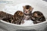 Sweet Bengal Kittens -Brown Rosetted Beauties