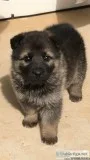 German shepherd puppies