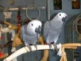 2 young african grey parrots