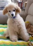 Poodle Toy Male