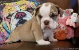 ENGLISH BULLDOG PUPPIES FOR SALE