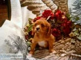Henry Male Ruby Colored AKCACA Cavalier 330-826-1882