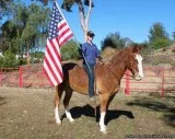 Sabino Missouri Fox Trotter Gelding