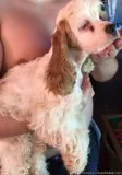 American Cocker Spaniel Puppies Ready