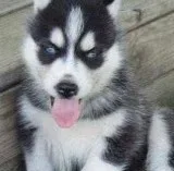 Siberian healthy Husky Puppies needing home