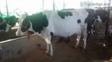 live Friesian Holstein heifers pregnant cow for sale