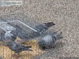 Pigeon Guard Bird Control Services in Toronto Ontario