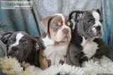 Kc Registered English Bulldogs