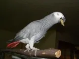 Beautiful Male and Female Congo African Grey Parrots