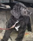 Male standard poodle puppy
