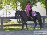 Black Quarter Horse Mare