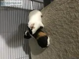 Guinea pigs