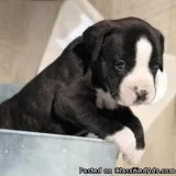 Affordable Boxer Puppies Now Available.