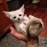 Baby fennec foxes for sale